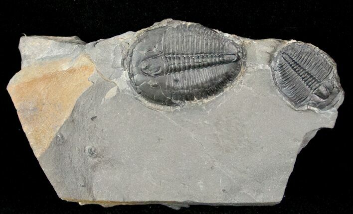 Elrathia Trilobite With Molt - Utah #12505